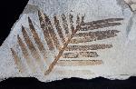 Zamites feneonis BRONGNIART - Bild &copy; FossNet FossilienStore